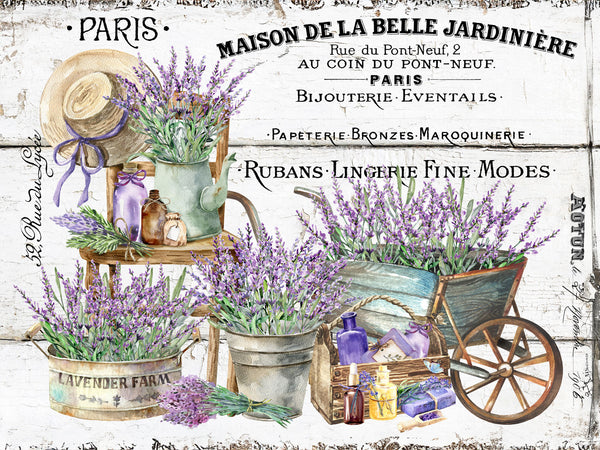 French Lavender - 5623