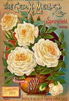 Mellen 1898 Rose - 5528