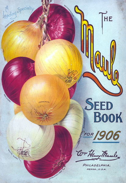 Maule 1906 Onion - 5101